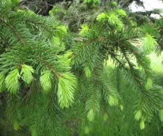 New Growth On Pine Tree