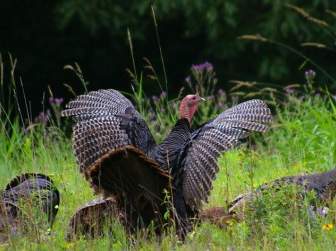 New Hampshire Turkey Turkeys