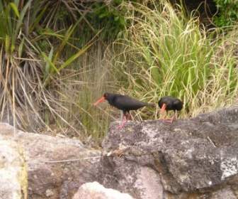 Naturaleza De Las Aves De Nueva Zelanda