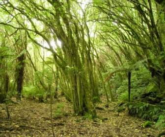 árboles De La Naturaleza De Nueva Zelanda