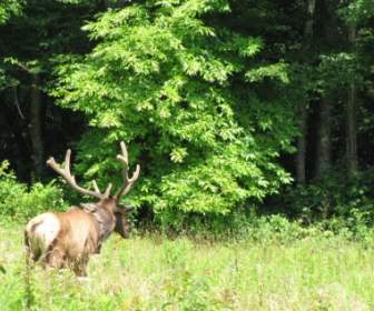 Elk North Carolina
