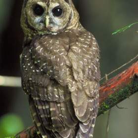 Northern Spotted Owl Bird Tree