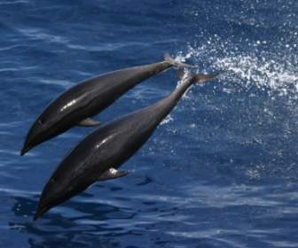 Nord Balena Delfino Mare Oceano