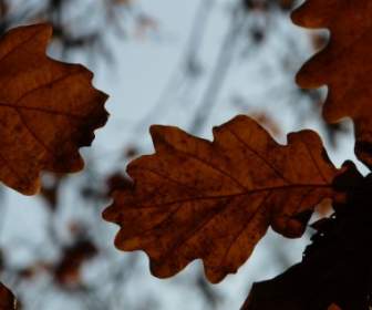 Oak Leaves Oak Quercus