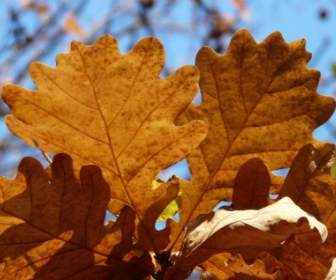 oak leaves oak quercus