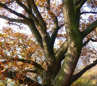 樫の木の秋