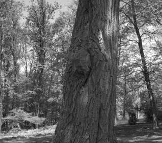 Oak Tree Trop