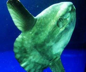 Đại Dương Sunfish Mola Mola