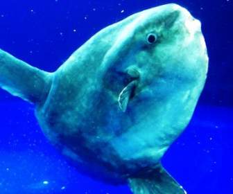 Mola Mola De Ocean Sunfish