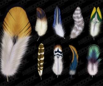 Of Beautiful Feathers Psd