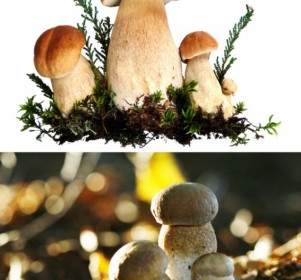 버섯 Hd 사진
