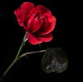 Mawar Merah Tua