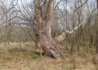 árbol Viejo