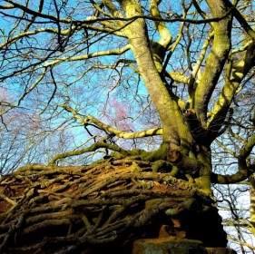 오래 된 나무와 바위