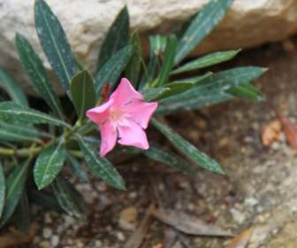 Oleander-Blume