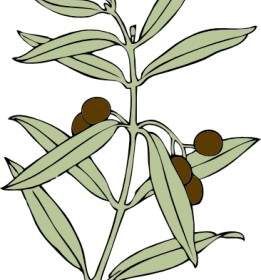 Olive Branch Clip Art