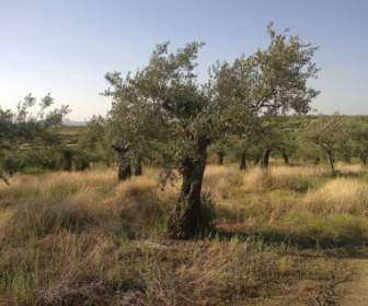 olive tree field