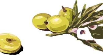 Clipart Olives
