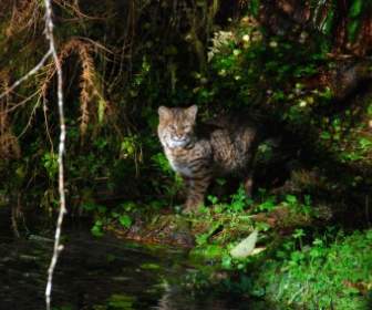 Olympic National Park-bobcat Washington