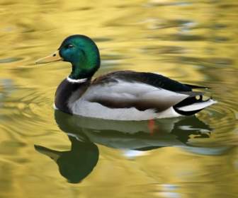 On Golden Pond Fondos Aves Animales