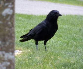 一个黑乌鸦