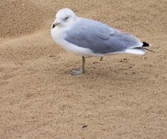 One Legged Seagull