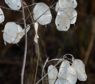 سنة واحدة فضية أوراق نبات الفضة سيلبيرلينج