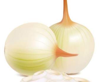 Onion Vector