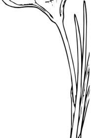 Open Crocus Flower Clip Art