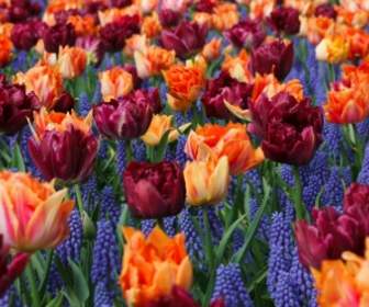 Tulipanes Naranjas Y Púrpuras
