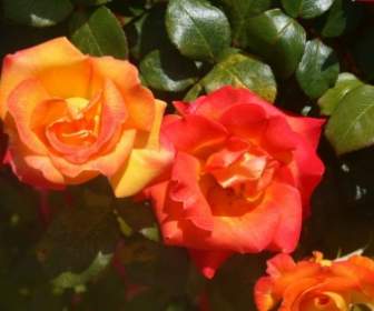 Roses Orange Et Rouges