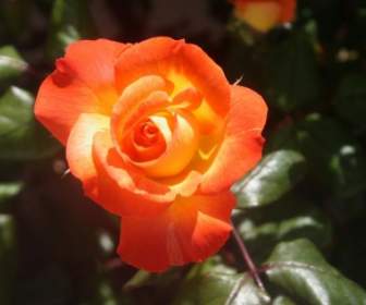 Orange Et Rose Jaune