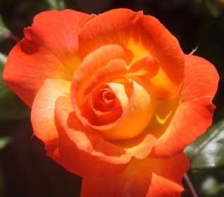 Orange And Yellow Rose