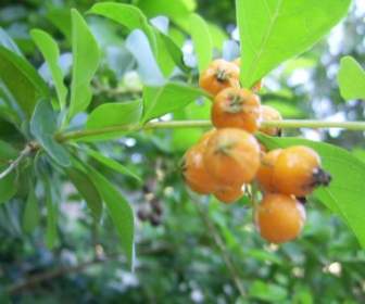 Orange Beeren