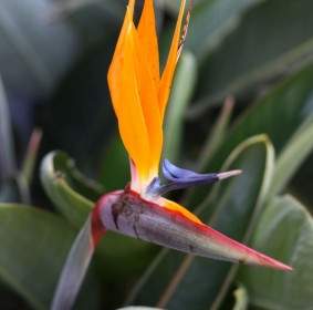 Orange Bird Of Paradise Bloom