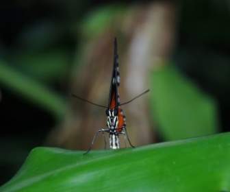 orange butterfly bug