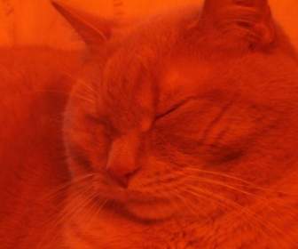 オレンジ色の猫