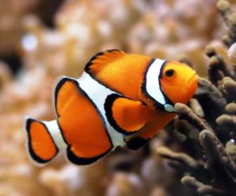 Orange Clownfish Wallpaper Fish Animals