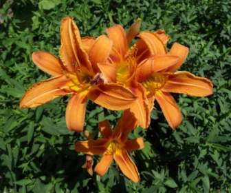 Orange Daylily Flower