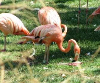 động Vật Màu Da Cam Flamingos
