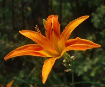 Orange Lilie