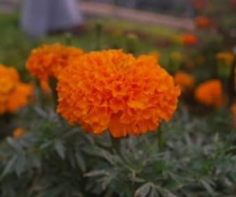 Orange Marigold
