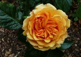 Rose Arancio