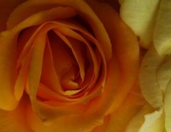 Rose Arancio