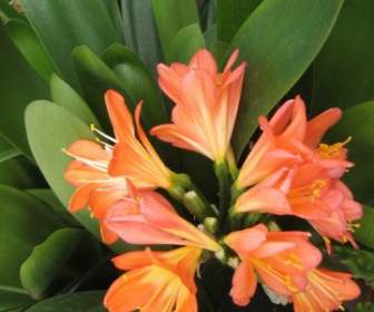 Orange Tropische Blume