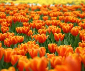 Orange Tulip Wallpaper Bunga Alam
