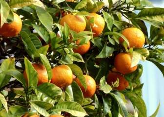 오렌지 과일 나무