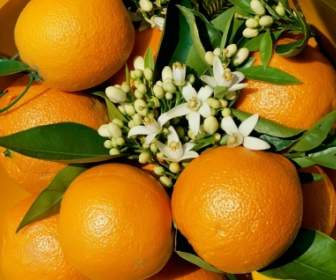 Oranges Wallpaper Plantes Nature
