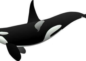 Orca Clip Nghệ Thuật