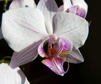 Phalaenopsis Orchidee Waldhyazinthe